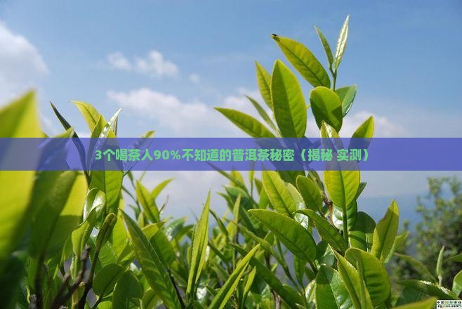 鑫卓群普洱茶奥运生茶