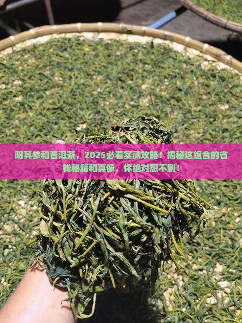 阳其参和普洱茶