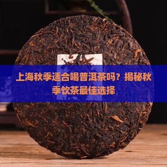 上海秋季适合喝普洱茶吗