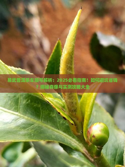 易武普洱茶车顺号