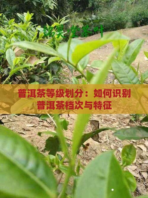 普洱茶等级划分：如何识别普洱茶档次与特征