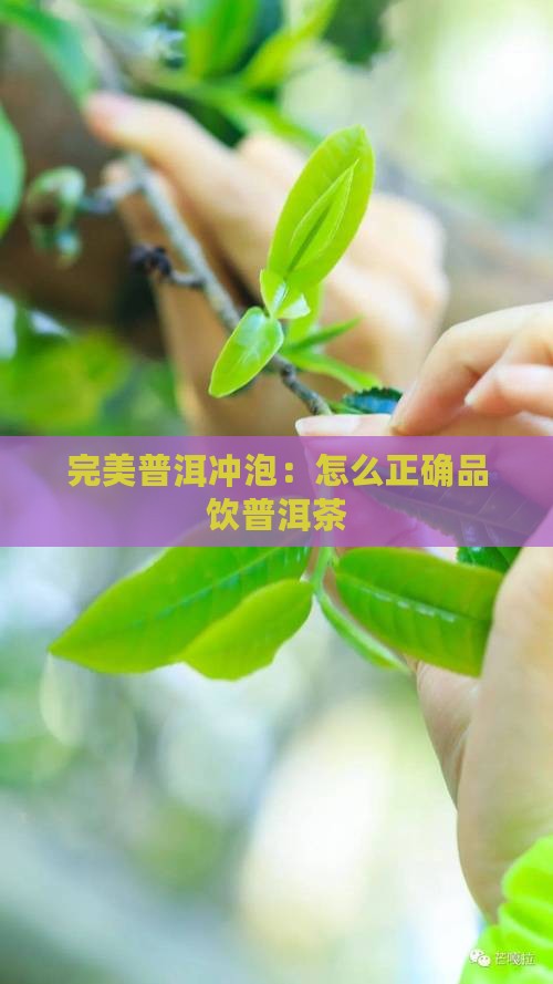完美普洱冲泡：怎么正确品饮普洱茶