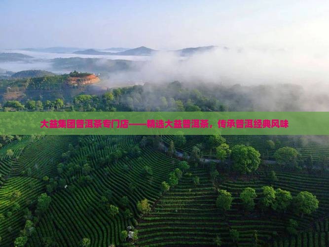 大益集团普洱茶专门店——精选大益普洱茶，传承普洱经典风味