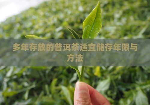 多年存放的普洱茶适宜储存年限与方法