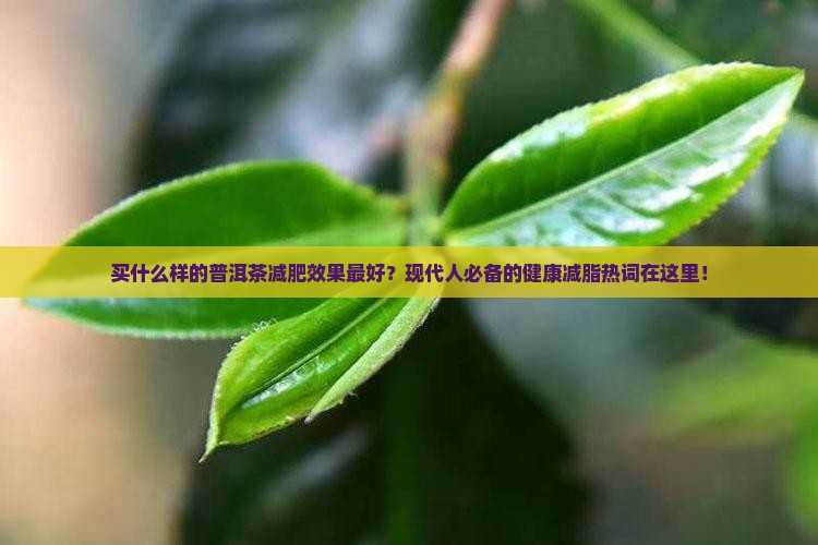 买什么样的普洱茶减肥效果最好
