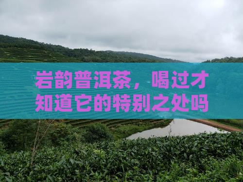 岩韵普洱茶好吗