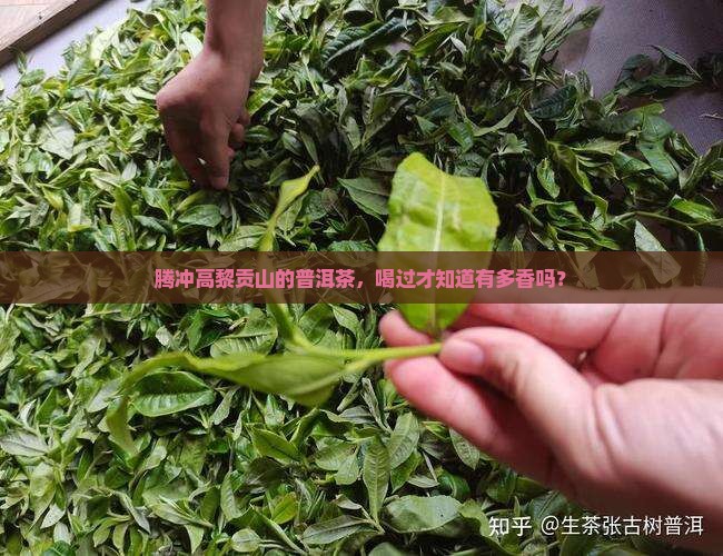 腾冲高黎贡山的普洱茶怎么样