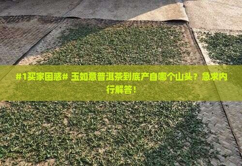 玉如意普洱茶是哪个山头的