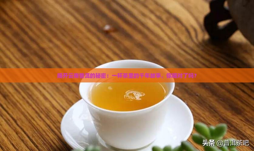 云南普洱茶百科全书