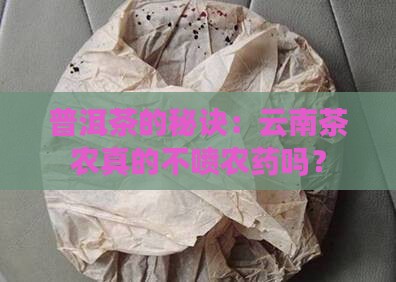 云南普洱茶真的不打药吗