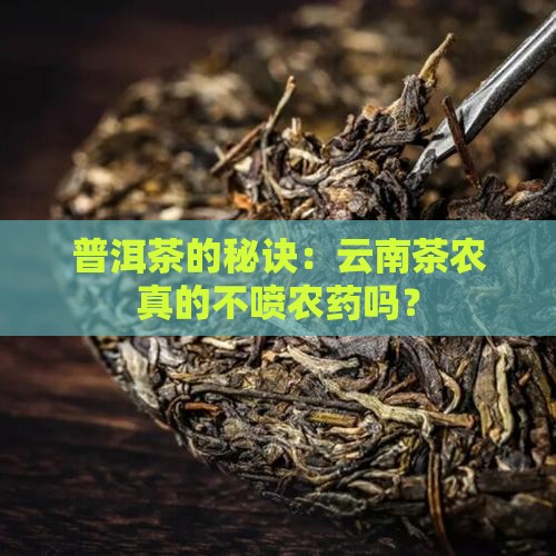 云南普洱茶真的不打药吗