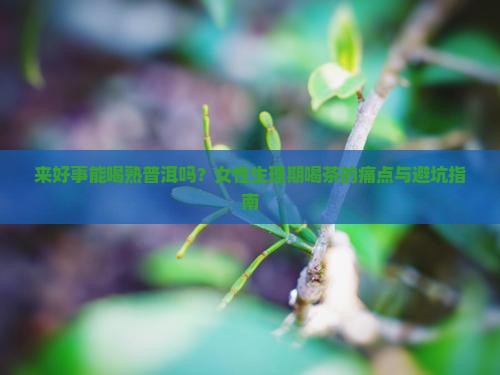 来好事能喝熟普洱吗