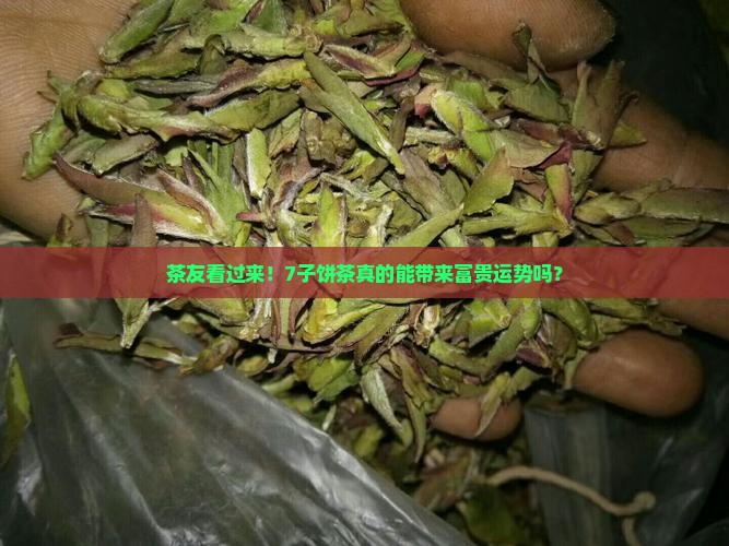 云南丽江普洱茶富贵七子童