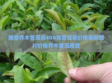 雅普乔木普洱茶400克 雅普乔木普洱茶400克