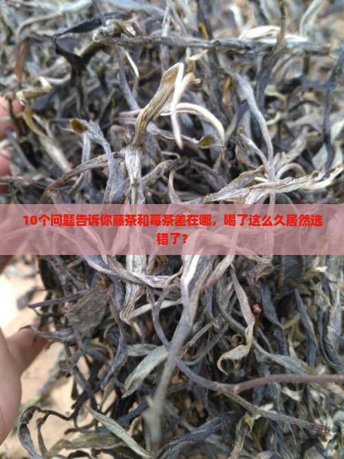 藤茶和莓茶的区别