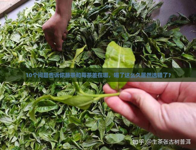 藤茶和莓茶的区别