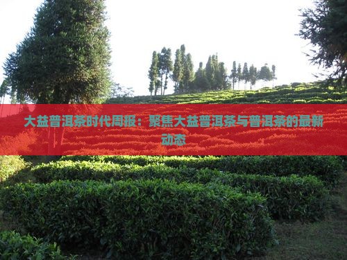 大益普洱茶时代周报