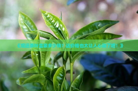 观远茶叶盒装价格