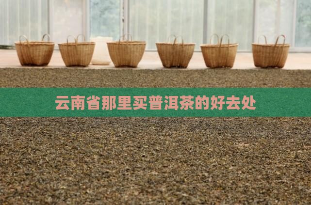 云南省那里买普洱茶