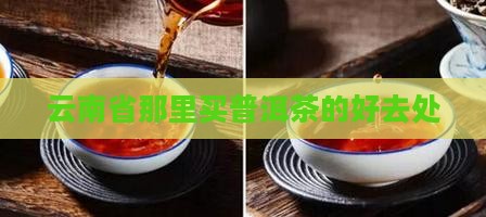 云南省那里买普洱茶
