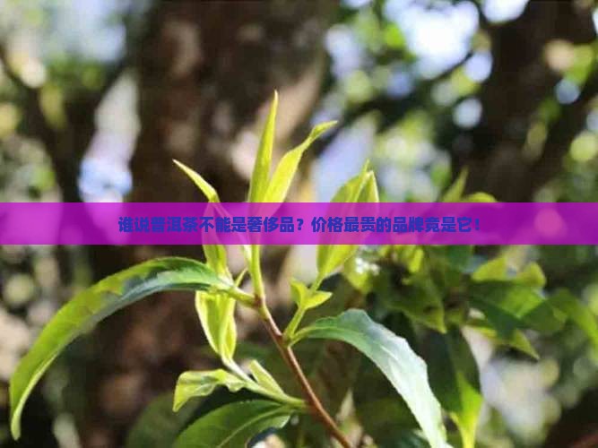 价格最贵的普洱茶品牌