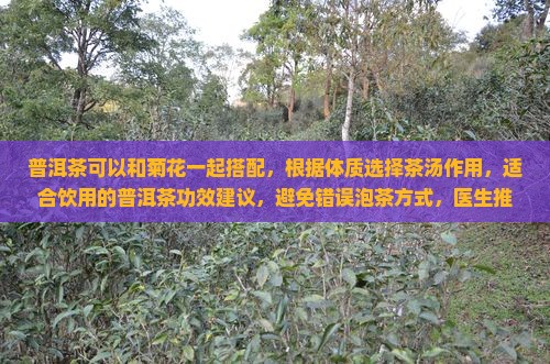 普洱茶可以和菊花