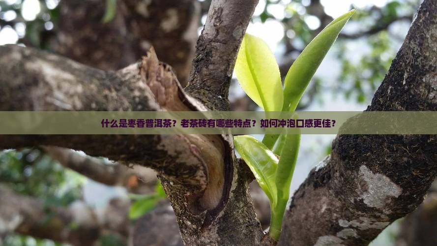 枣香普洱茶老茶砖