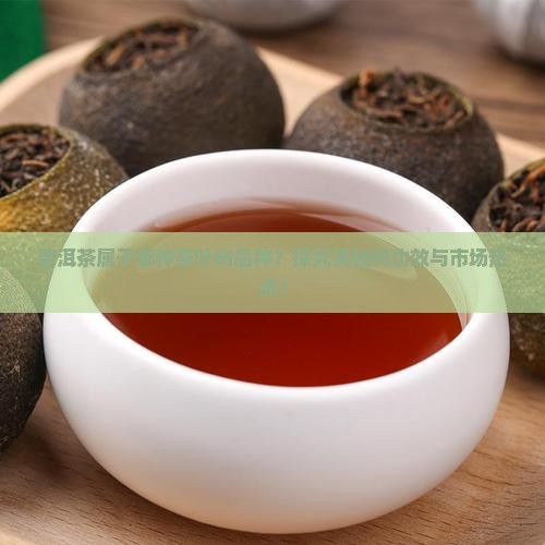 普洱茶是什么茶叶树