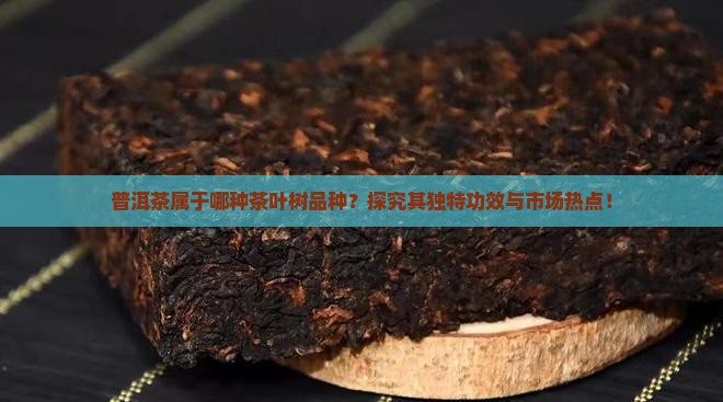 普洱茶是什么茶叶树