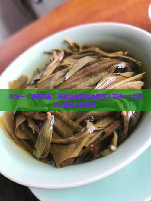 无量山生茶怎么样