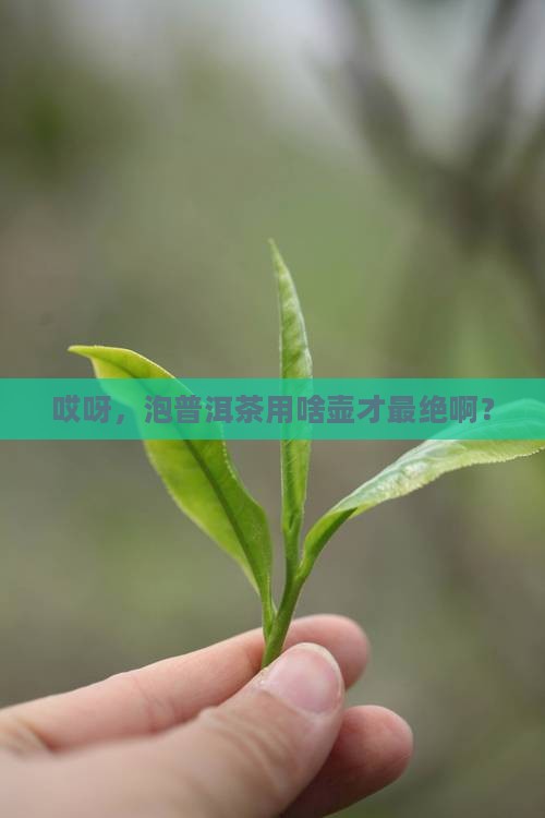 最适合泡普洱茶的壶型是