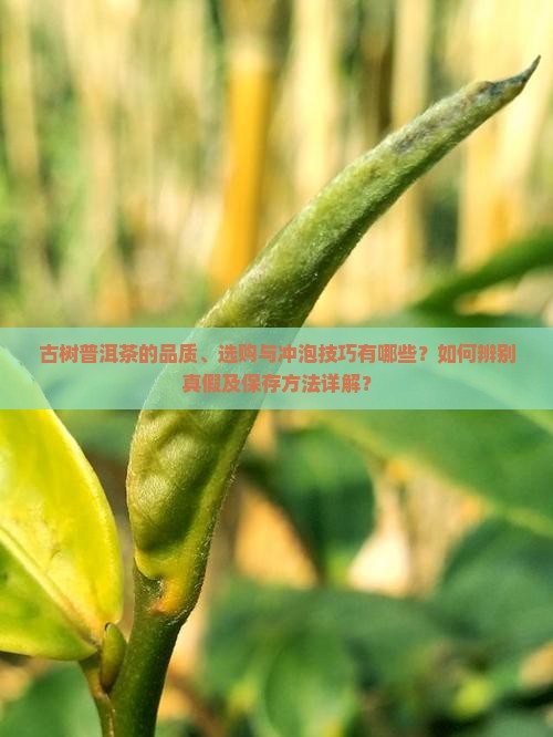 古树普洱茶如何