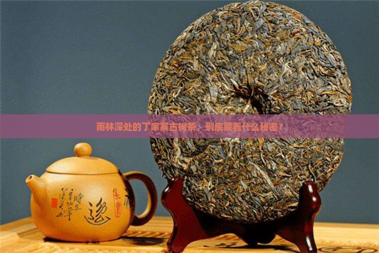 雨林丁家寨古树茶特点