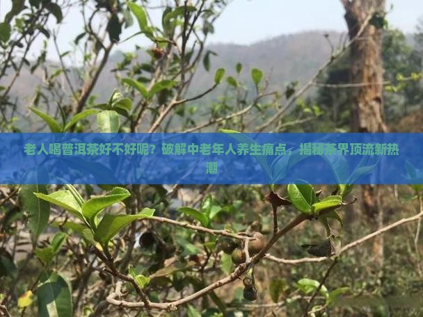 老人喝普洱茶好不好呢
