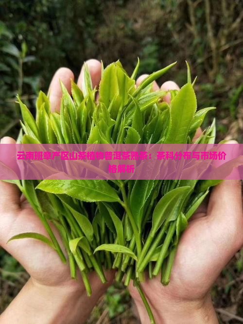 云南班章普洱茶熟茶