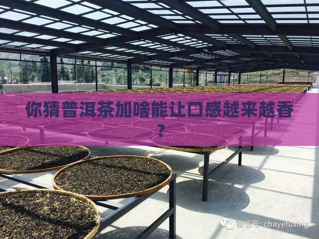 普洱茶加什么会越喝越好