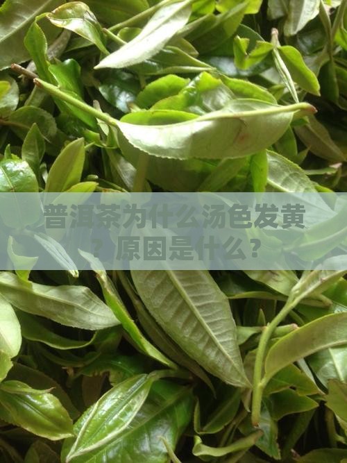 普洱茶为什么汤色发黄