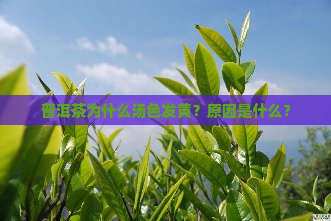 普洱茶为什么汤色发黄