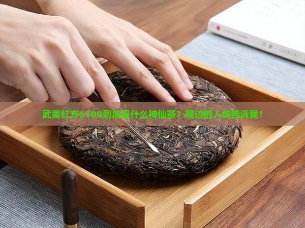 武夷红方6100是什么茶