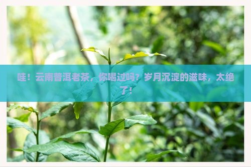 云南普洱茶老茶