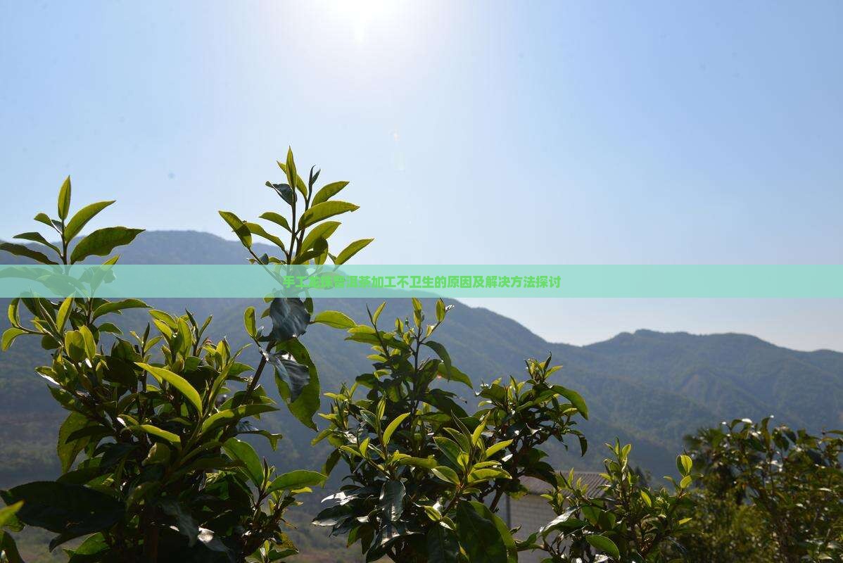 手工龙珠普洱茶加工不卫生