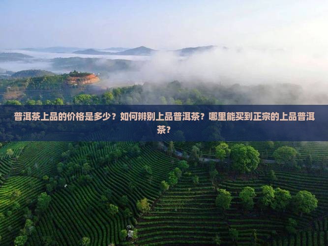 普洱茶上品价格是多少