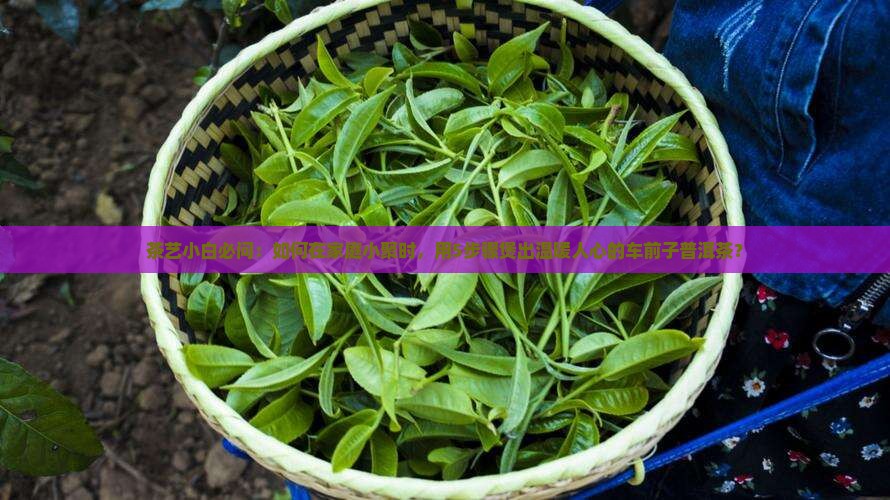 车前子煲普洱茶