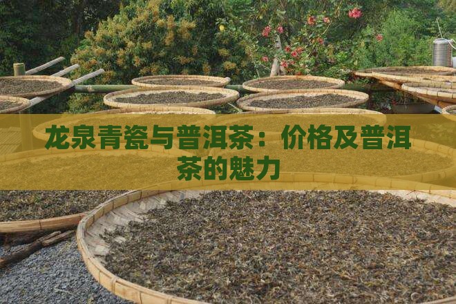 龙泉青瓷普洱茶价格多少