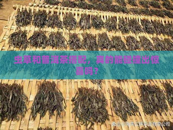 虫草可以泡普洱茶吗