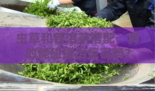 虫草可以泡普洱茶吗