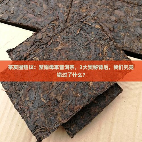 紫娟母本普洱茶