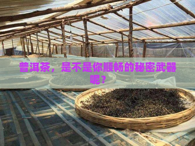 喝普洱茶可以促进排便吗