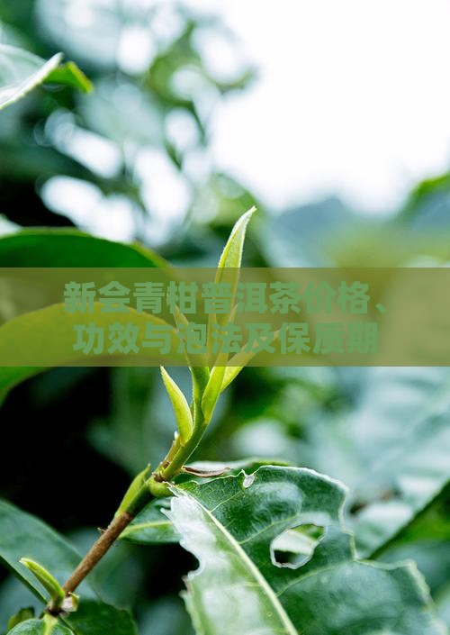 新会青柑普洱茶 新会青柑普洱茶