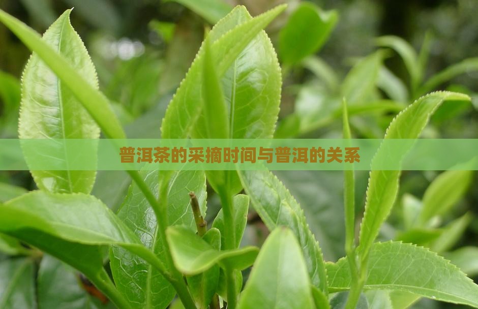 普洱茶什么时候开始摘茶叶